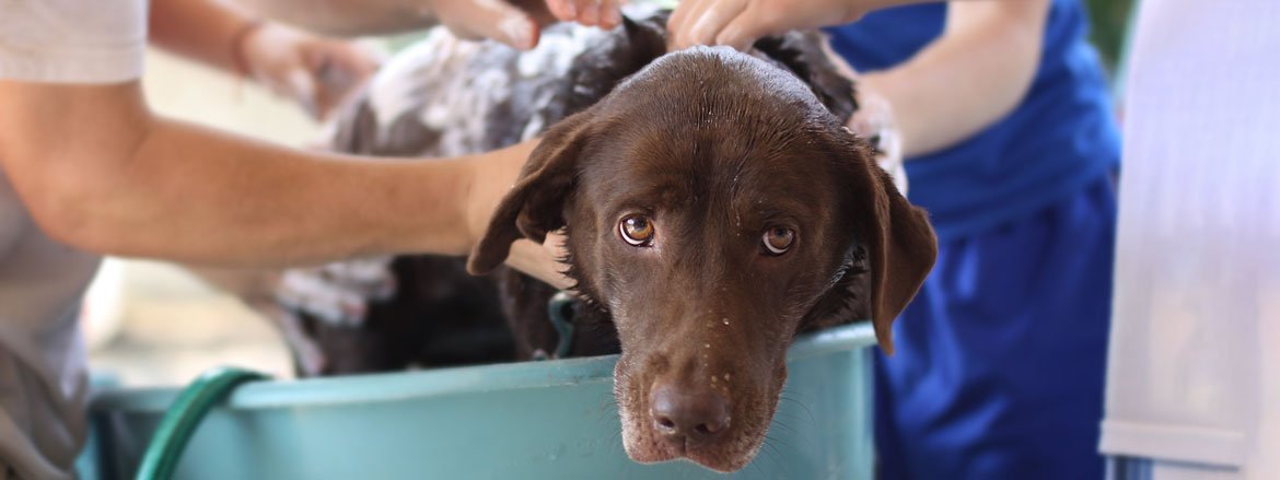 Comment bien laver son chien