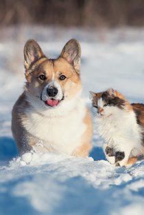 Manteaux d'hiver pour chiens


 

