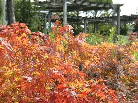 Plantez vos arbres et arbustes en automne