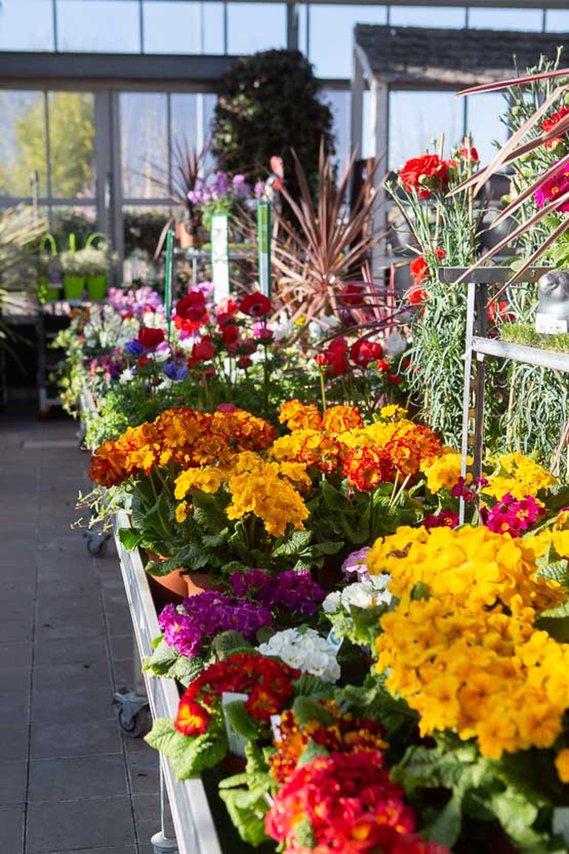 Le marché aux fleurs du magasin Schilliger Garden Centre à Matran Fribourg Suisse