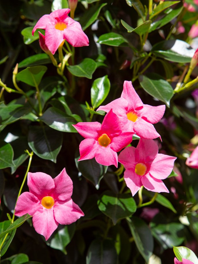 Colorez balcons et terrasse avec les dipladenias