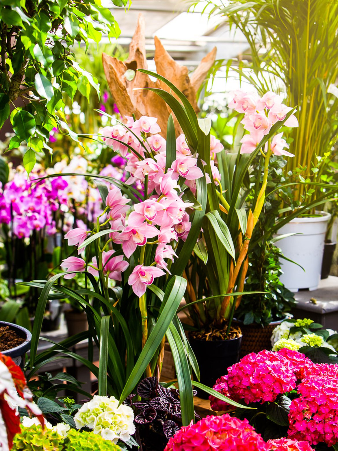Orchidée  - Plantes d'intérieur - Inspirations végétales du magazine Schilliger 2022