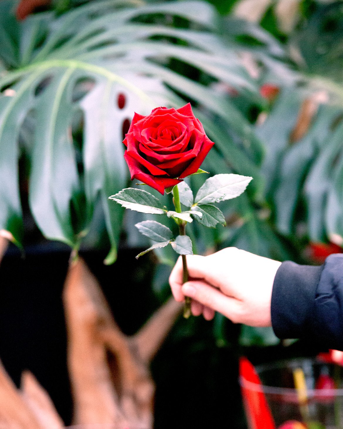 Schilliger Fleurs - Roses rouges à la pièce pour la Saint-Valentin - Fleuriste à Gland