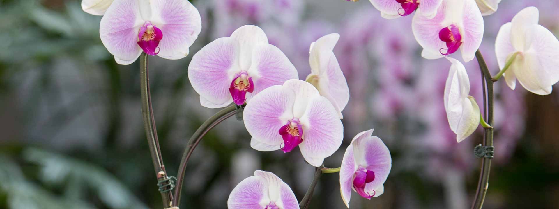Conseils et soins des orchidées