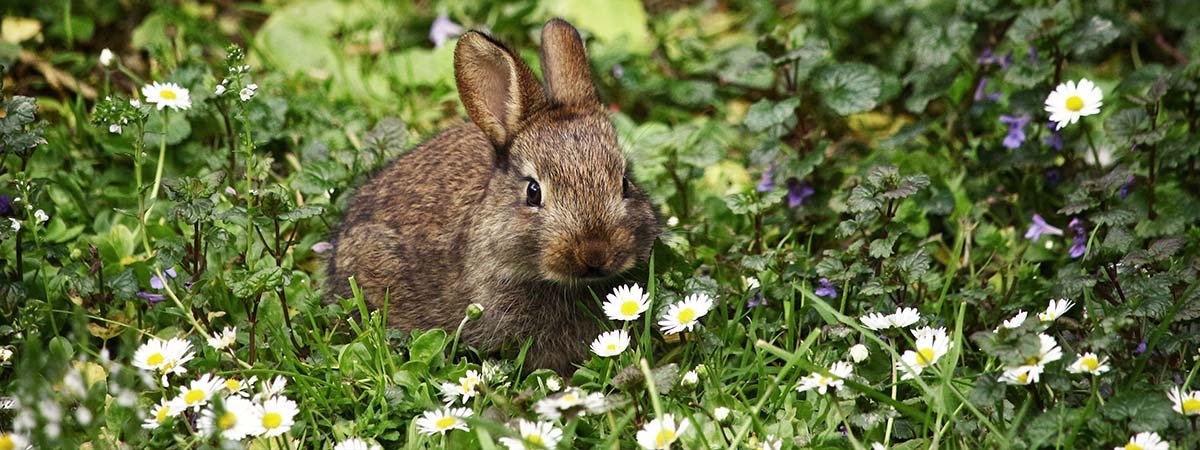 Astuces pour installer votre lapin au jardin