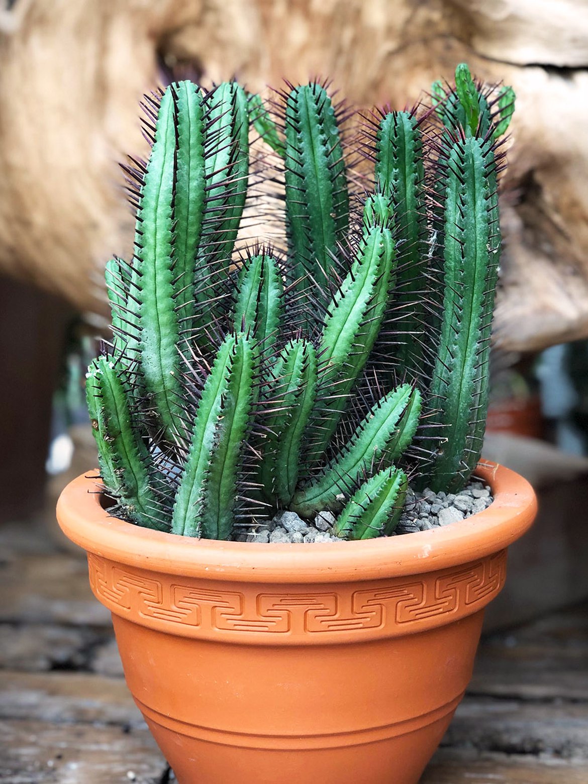 Cactus - Plantes exotique et végétaux chaud - Inspirations végétales du magazine Schilliger 2022