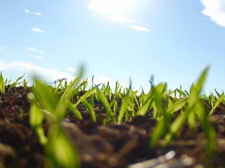 Comment refaire son gazon cet automne ?