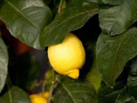 Citronnier (Citrus limon)