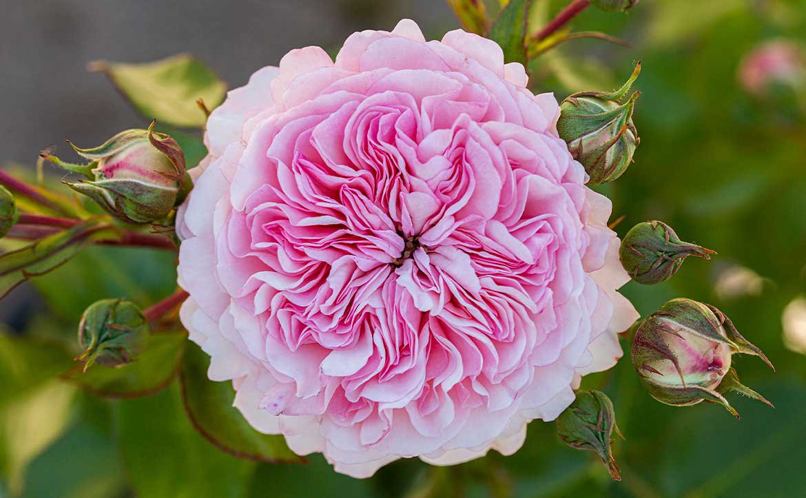 Rose 'Rosa Maria Theresia'