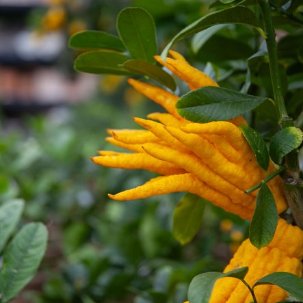 Plantes méditerranéennes & agrumes