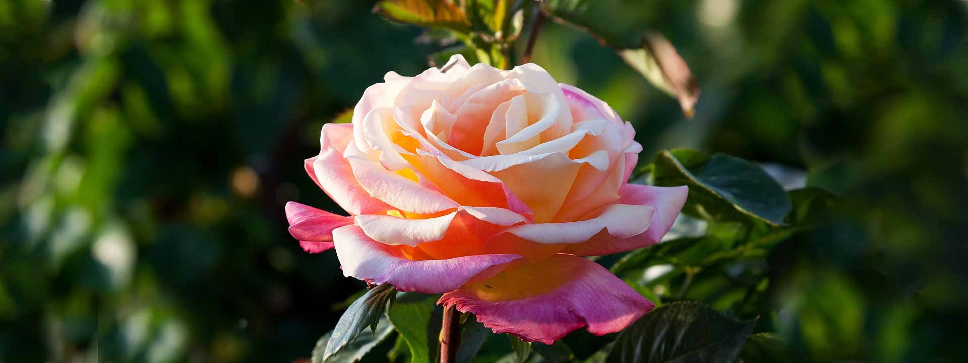 Taille, entretien et traitement de vos rosiers