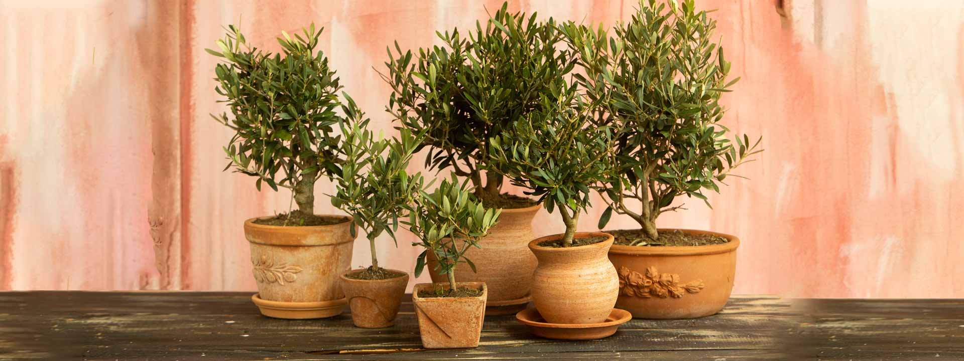 Pots et cache-pots : carnet d’inspiration