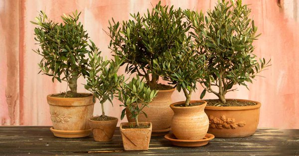 Pots pour plantes, cache-pots: carnet d'inspirations