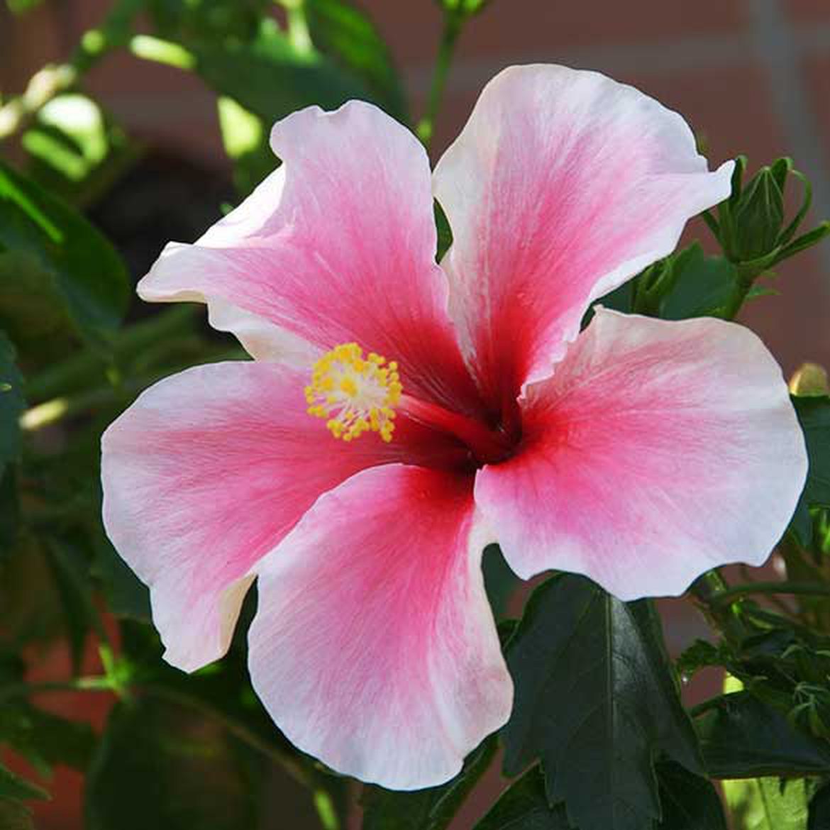 Hibiscus de chine - hibiscus rosa sinensis