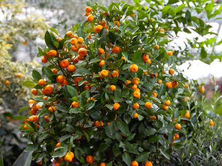 Mandarinier et clémentinier