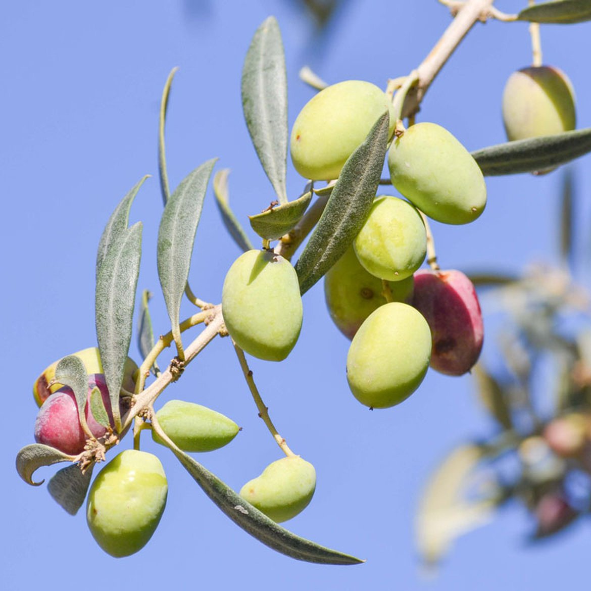 Olive sur olivier en train de murir