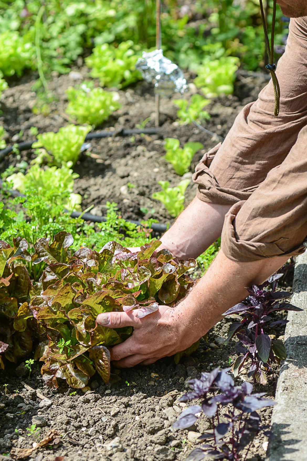 Blog - Les conseils de nos experts pour créer un potager au jardin
