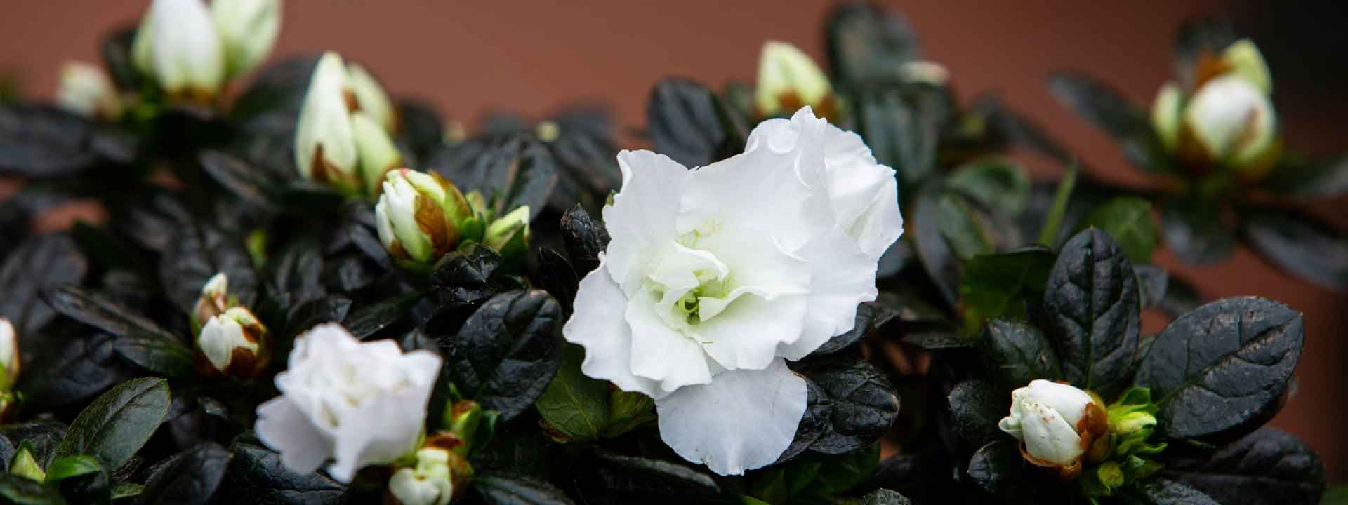 Choisir les fleurs et les plantes qui embelliront votre intérieur en plein hiver
