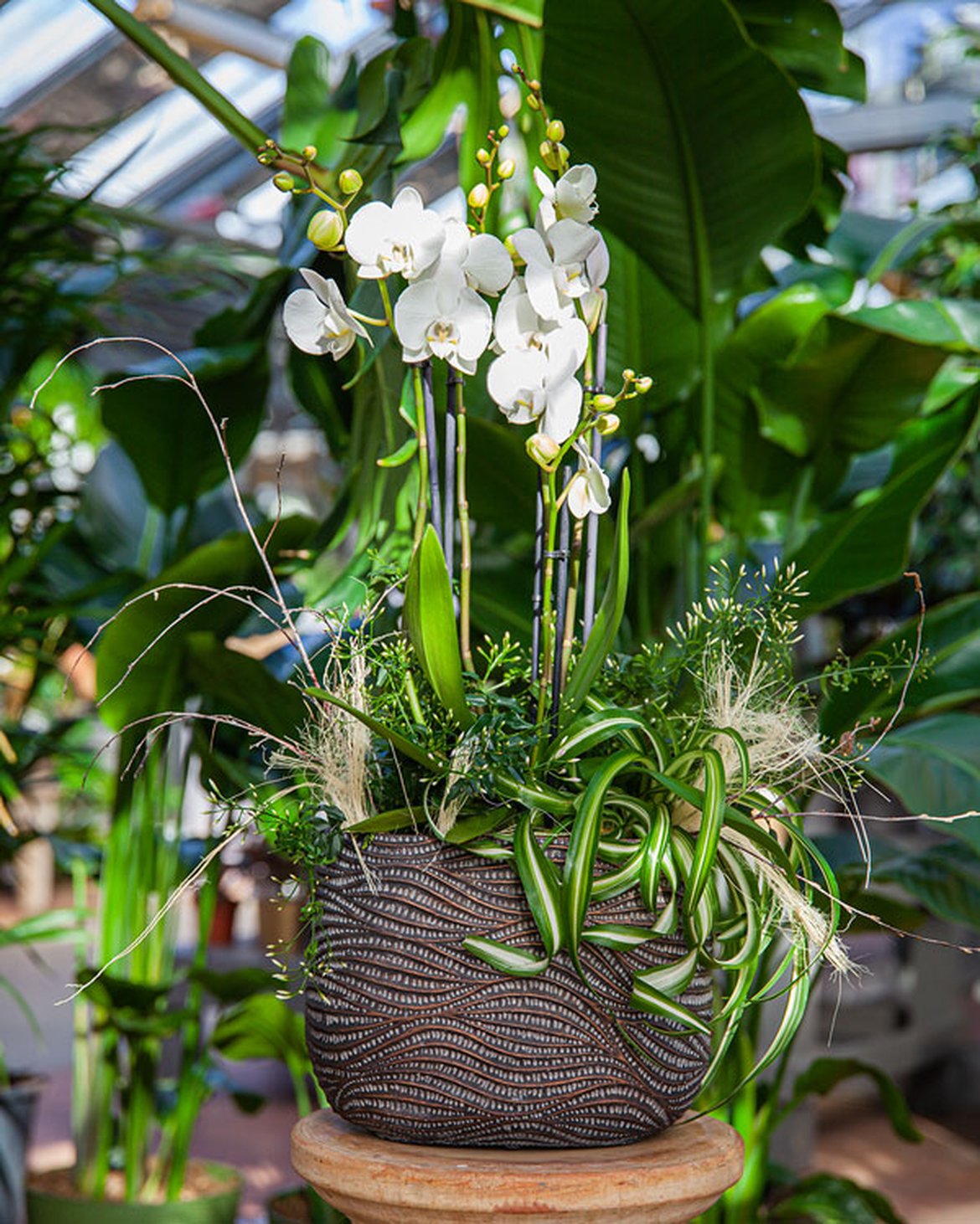 Schilliger Fleurs - Composition fleurie avec une orchidée blanche dans un pot ethnique - Fleuriste à Gland