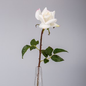   Rose de jardin Blanc 53cm