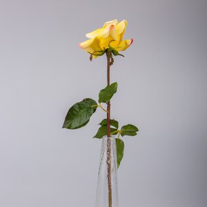   Rose de jardin Jaune vanille 53cm
