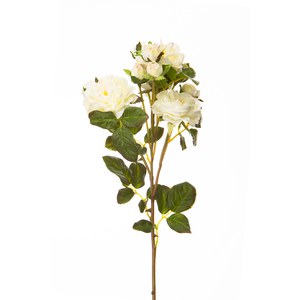   Rose de jardin 11 fleurs Blanc 50cm
