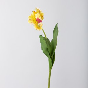 Schilliger Sélection  Tulipe Perroquet Jaune bouton d’or 75cm