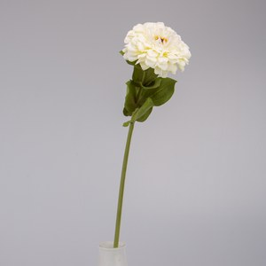   Zinnia en fleur Blanc 70cm