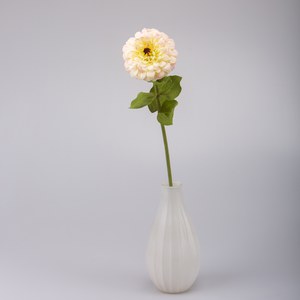   Zinnia en fleur Blanc coquille d'œuf 70cm