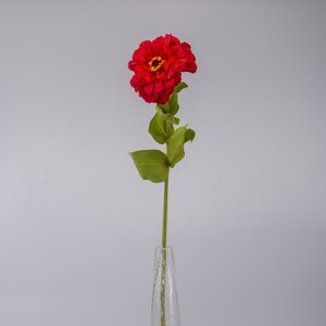   Zinnia en fleur Rouge cerise 70cm
