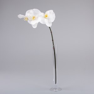 Schilliger Sélection  Phalaenopsis 3 fleurs Blanc 60cm