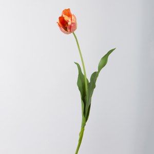 Schilliger Sélection  Tulipe Orange brûlée 75cm