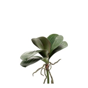 Schilliger Sélection  Feuillage Phalaenopsis  30cm