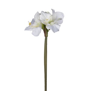   Amaryllis grandes fleurs Blanc 76cm