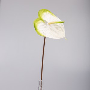   Anthurium Blanc 71cm