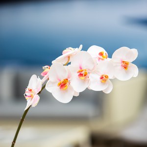   Phalaenopsis 8 fleurs Blanc coquille d'œuf 81cm