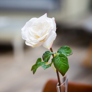   Rose Westminster ouverte Blanc 50cm
