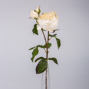   Rose Anglaise 3 fleurs Blanc 57cm