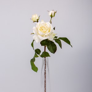 Schilliger Sélection  Rose de jardin avec 2 boutons RT Blanc 56cm