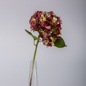  Hortensia avec feuilles RT Violet prune 46cm