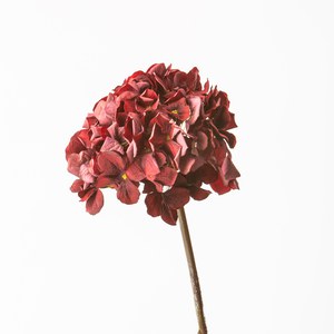 Schilliger Sélection  Hortensia en branche Rouge bordeaux 60cm