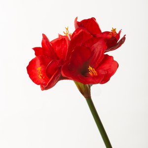 Schilliger Sélection  Amaryllis en branche Rouge cerise 76cm