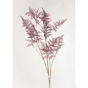 Schilliger Sélection  Asparagus velvet Violet 125cm