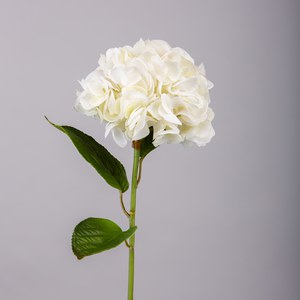 Schilliger Sélection  Hortensia avec feuilles RT Blanc 74cm