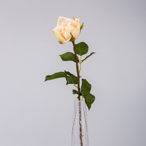 Schilliger Sélection  Rose Anglaise RT Blanc coquille d'œuf 51cm