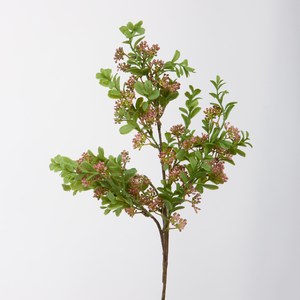 Schilliger Sélection  Lilas à petites fleurs  60cm