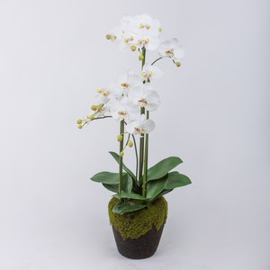 Schilliger Sélection  Phalaenopsis en pot 4 branches Blanc 100cm