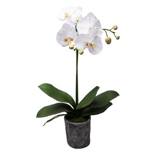 Schilliger Sélection  Phalaenopsis en pot grosses fleurs Blanc 60cm
