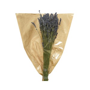 Schilliger Sélection  Bouquet de Lavandes séchées  50cm