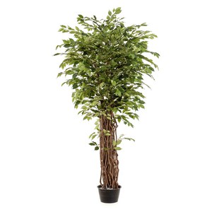 Schilliger Sélection  Ficus benjamina Liana artificiel  205cm